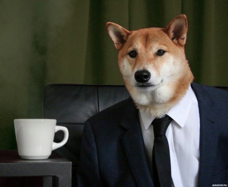 Create meme: doge is a joke, business dog, The dog is the boss
