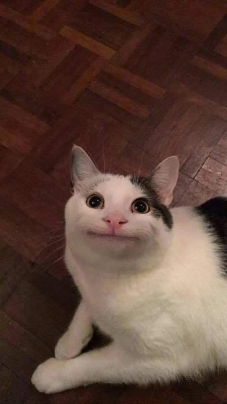 Create meme: cat meme , cat funny , the cat with a smile