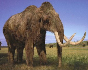 Создать мем: woolly mammoth, mammoth, степной мамонт