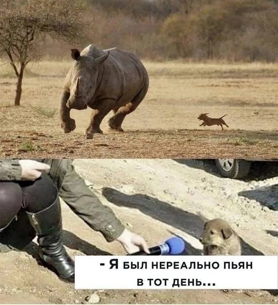 Create meme: Stavropol, Rhino , fun 