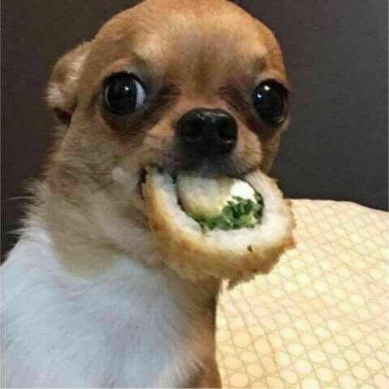 Create meme: a meme with a dog and sushi, bug-eyed chihuahua dog, Chihuahua memes