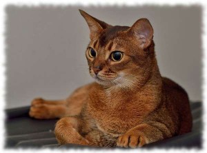 Создать мем: абиссинская кошка табби, абиссинская кошка дикий, абиссинская порода