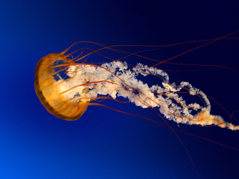 Создать мем: супер медуза, медуза, самая красивая медуза в мире