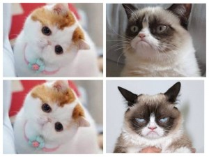 Создать мем: котейка, хмурый кот, grumpy cat meme