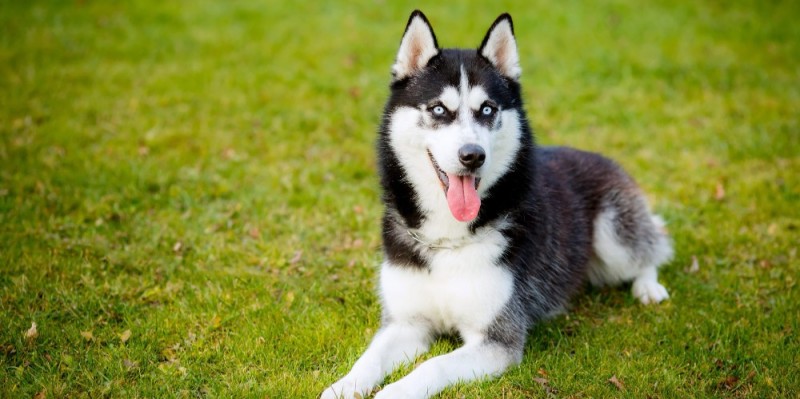 Create meme: purebred husky, siberian husky puppies, the husky breed