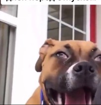 Create meme: a yawning dog, funny animals , boxer dog