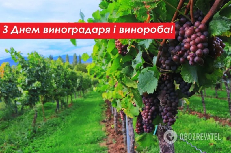 Create meme: vineyard, grapes, grape plantations in italy