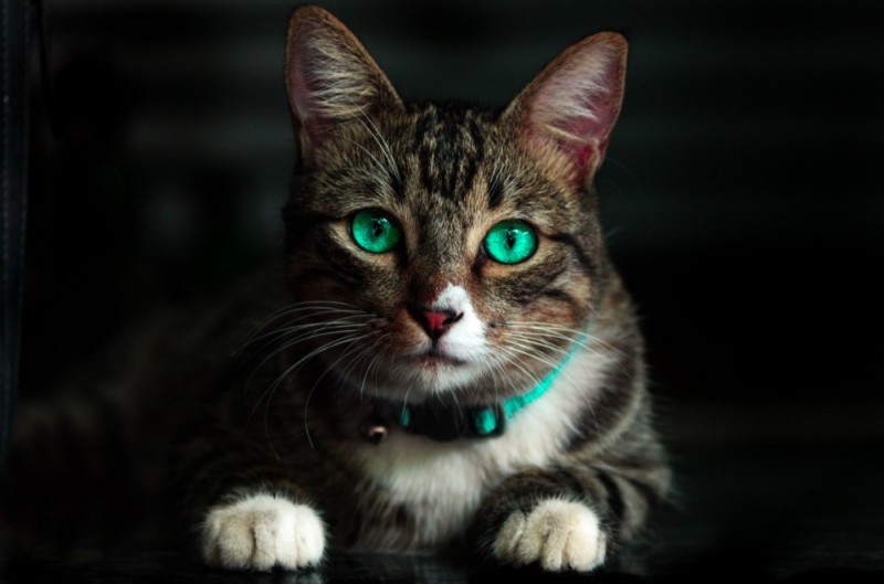 Create meme: cat eyes , beautiful cats, cat 