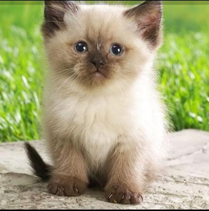 Создать мем: милые котята, сиамская кошка, кошечки милые красивые