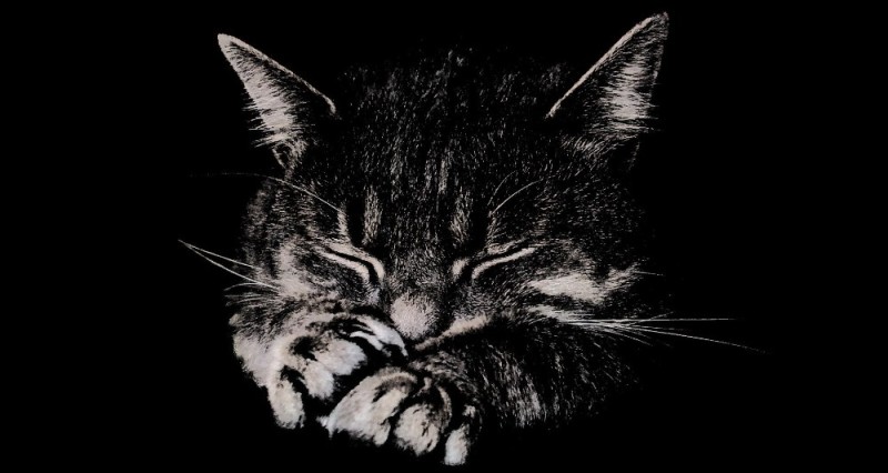 Create meme: a cat on a black background, cat on a black and white background, cat on a black background
