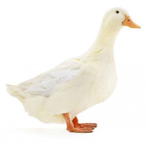 Create meme: goose 26 cm, duck, home duck on a white background