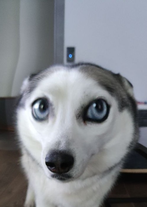 Create meme: husky , husky husky, dog husky