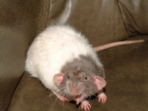 Создать мем: домашние крысы, крысы породы дамбо рекс, крыса и мышь