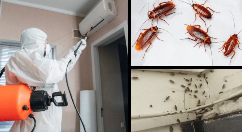 Создать мем: вывести тараканов, дезинфекция от тараканов в квартире, уничтожение тараканов
