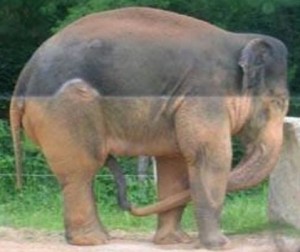 Создать мем: слон, пошлость 69, слон смешной