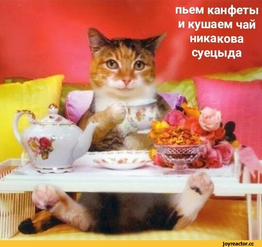 Create meme: a well- fed cat, cats with good morning, cat at the table 