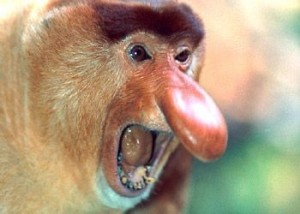 Create meme: a proboscis monkey, monkey nosey