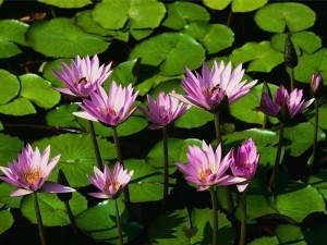Create meme: water lily, Water lilies, flower in the swamp name