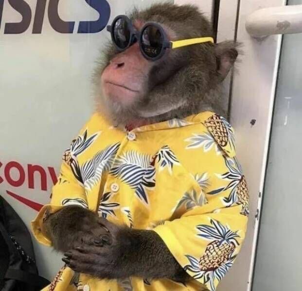 Создать мем: фотография обезьяны, обезьяна домашняя, домашние обезьянки