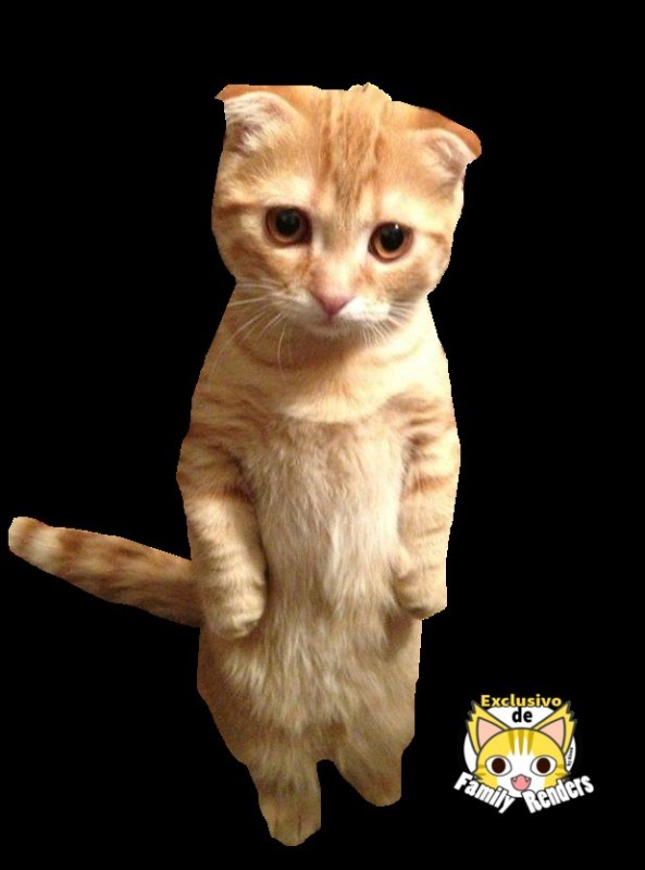 Create meme: Munchkin Scottish fold, compassionate cat, cute cats funny