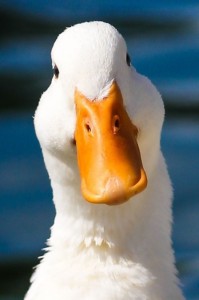 Create meme: goose, beautiful birds, duck goose