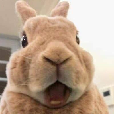 Create meme: funny rabbit, cute bunnies, funny rabbits