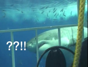 Create meme: in a cage with sharks video, sharks in black sea, white sharks in black sea video