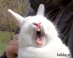 Создать мем: кролик смешной, зубы кролика, орущий заяц