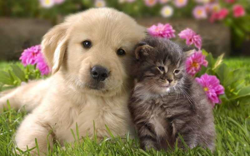 Create meme: cats and dogs, cute Pets , pets