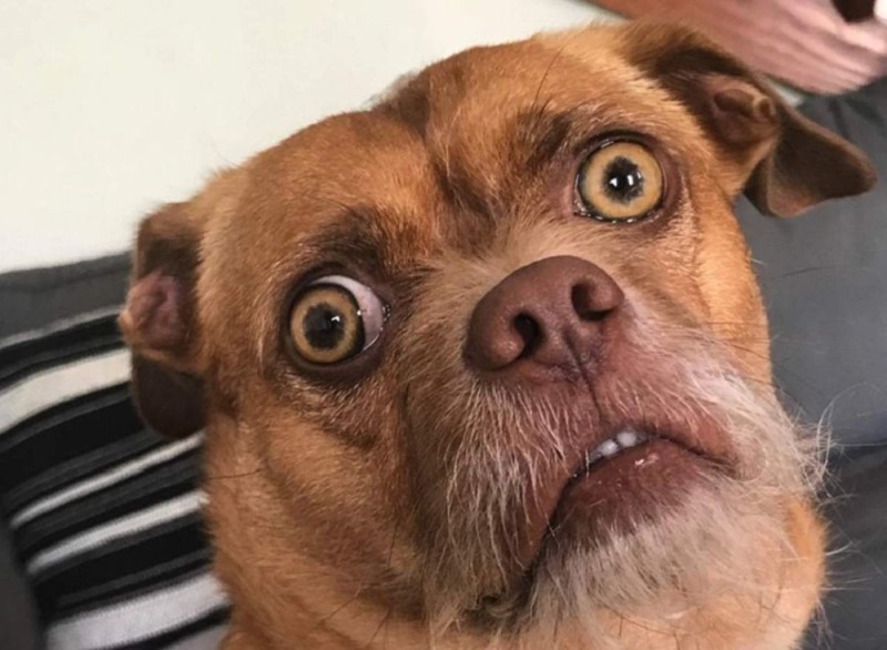 Create meme: dog with bulging eyes, dog surprise, a scared dog