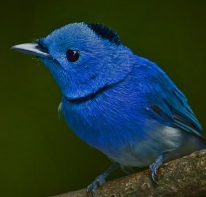 Create meme: the birds are beautiful, dark blue bird, blue bird