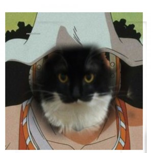 Create meme: Kote, kitty, cat