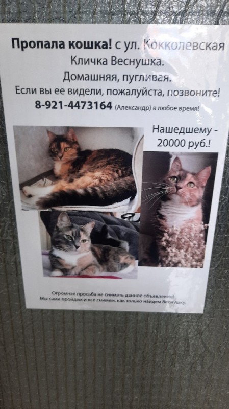 Создать мем: пропал кот обыкновенный, пропала кошка объявления, найдена кошка объявление