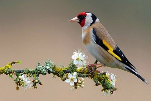 Create meme: bird goldfinch