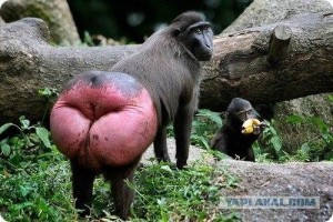 Create meme: ass monkey, monkey with red ass, ass monkey