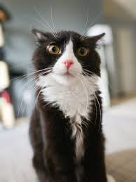 Create meme: tuxedo cat, the surprised cat, cat