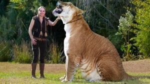 Create meme: the tiger and the lion, the lion and the tigress, the biggest cat in the world