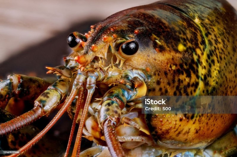 Create meme: lobster, lobster, lobster head