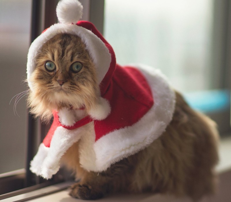Создать мем: новогодний котик, новый год кот, котик в новогодней шапке
