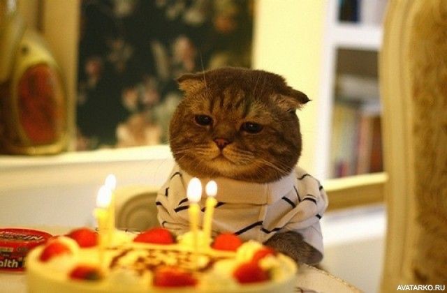 Create meme: sad cat birthday , cat with cake, sad birthday