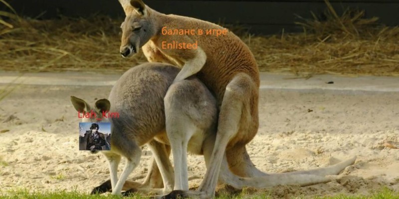 Create meme: kangaroo mating, kangaroo , kangaroos mate