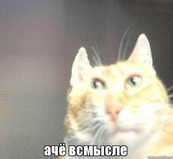 Create meme: meme cat , achevsense cat, the cat achevsense