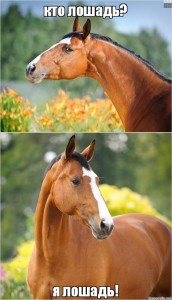 Создать мем: удивленная лошадь, цитаты про лошадей фото, фото лошади лето