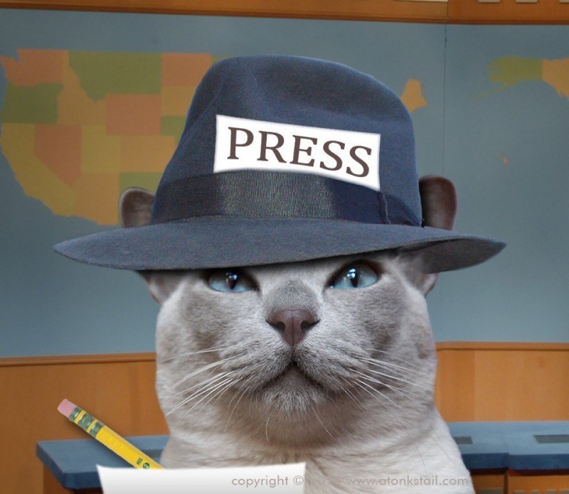 Создать мем: котик, кошка, кот репортер