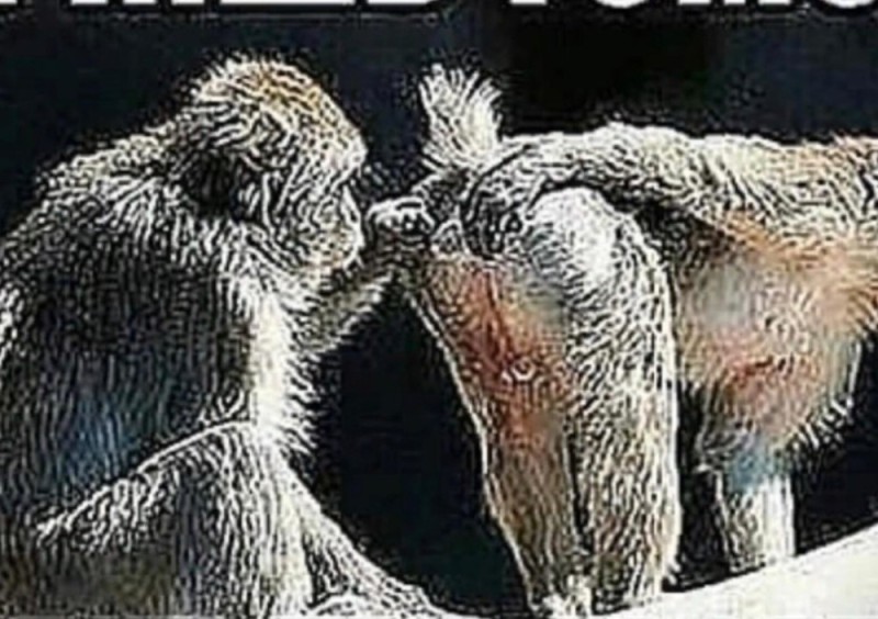 Создать мем: московский зоопарк обезьяны, сношение обезьян, спаривание обезьян крупно