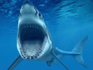 Create meme: the attack of sharks on people, shark tooth, shark besite