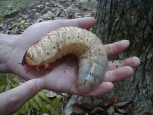Create meme: bubuka palmerworm, a huge maggot, the larva of a beetle novosedlicka