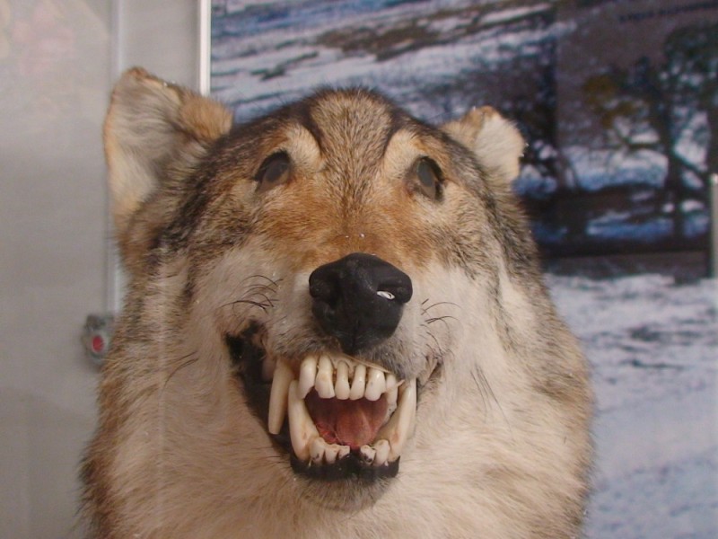 Create meme: the smiling wolf, stoned wolf , wolf teeth 