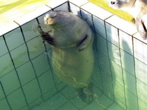 Create meme: can't swim, a seal in the pool, Seal