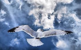 Создать мем: птицы в небе, полет птицы красивые обои, чайки в полете